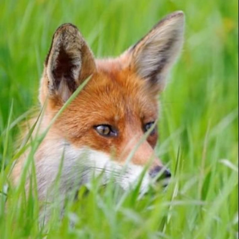🦊  The observant Fox 🦊
