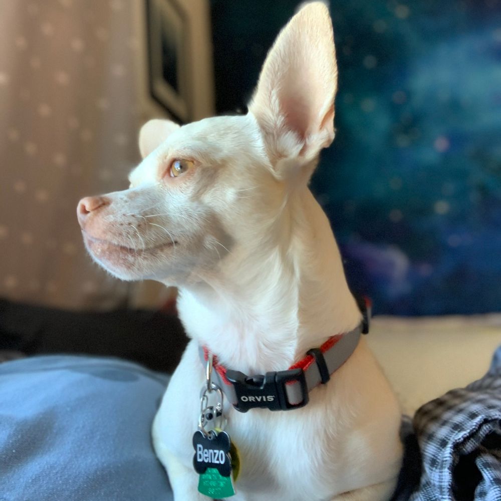 Benzo the dog