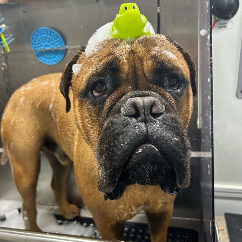 Bullmastiff Dog Lover