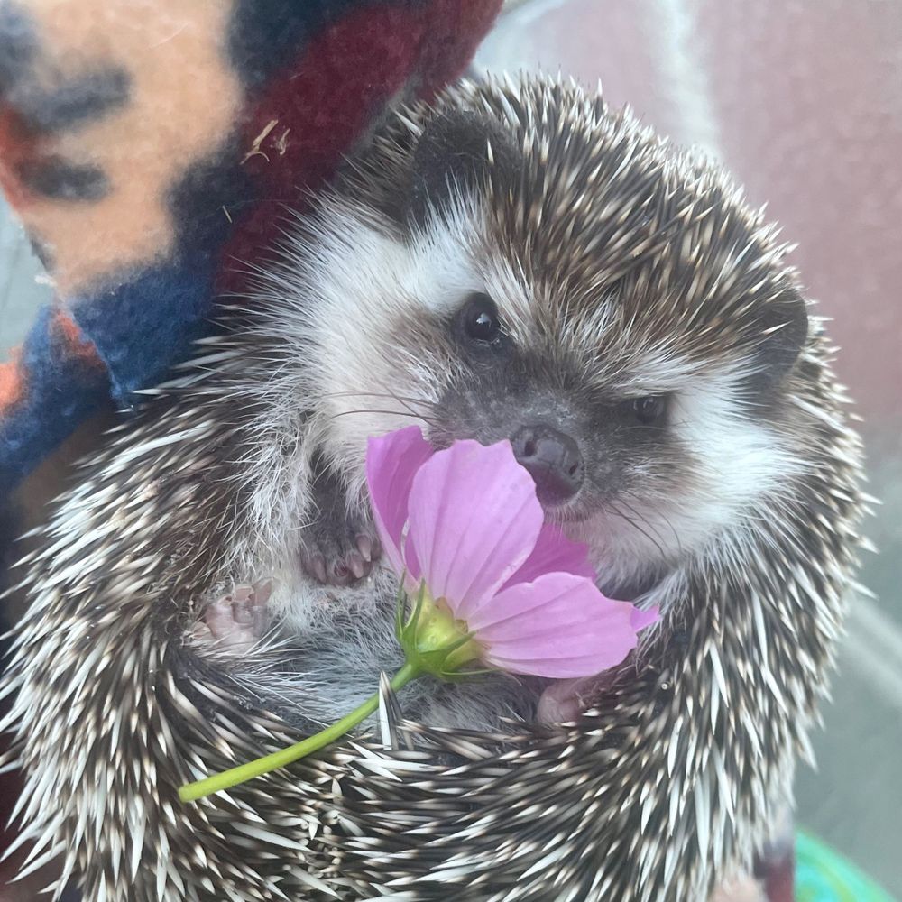 Kari GrabowskyMD💙🦔
