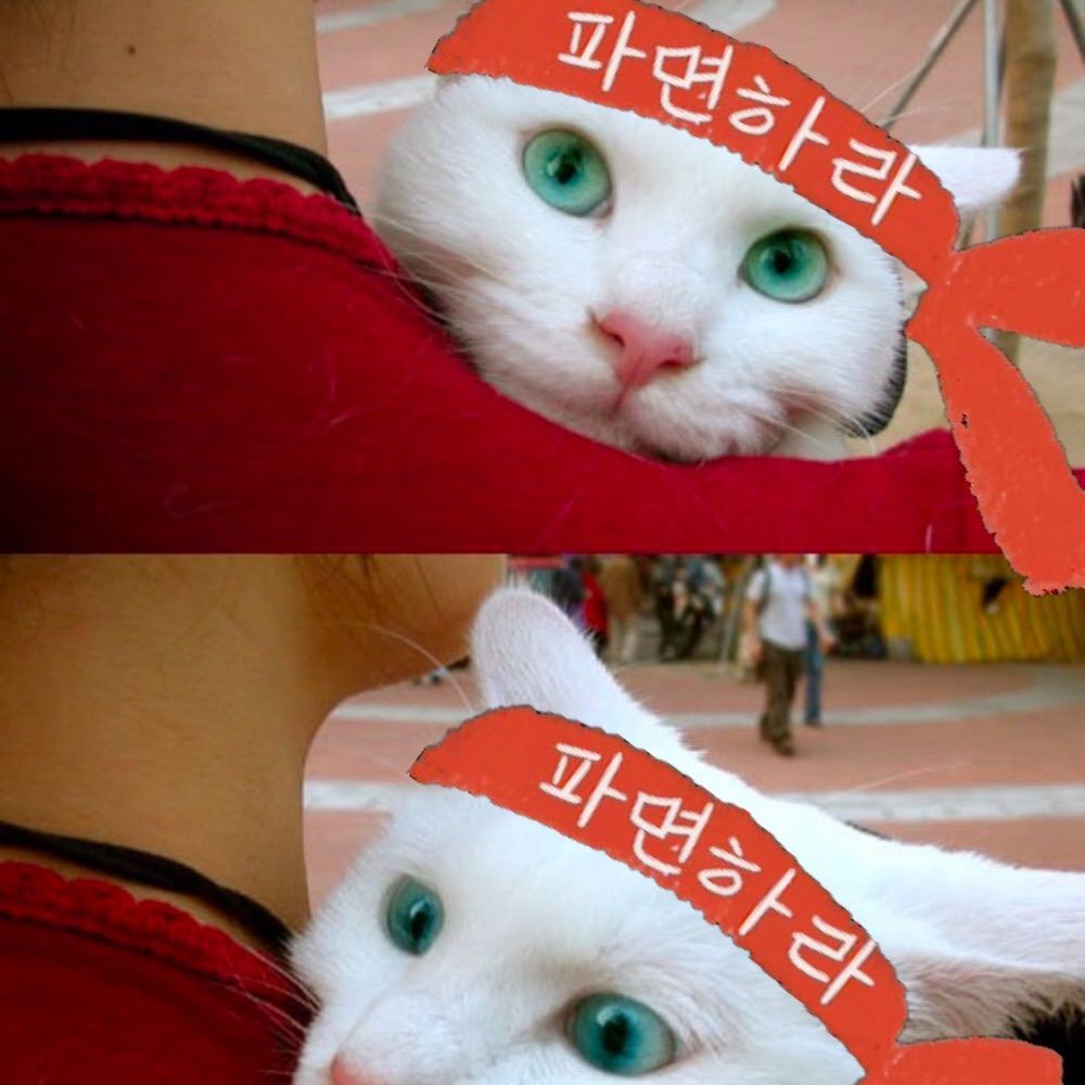 초보쌤 벡스타⭐️🕯️