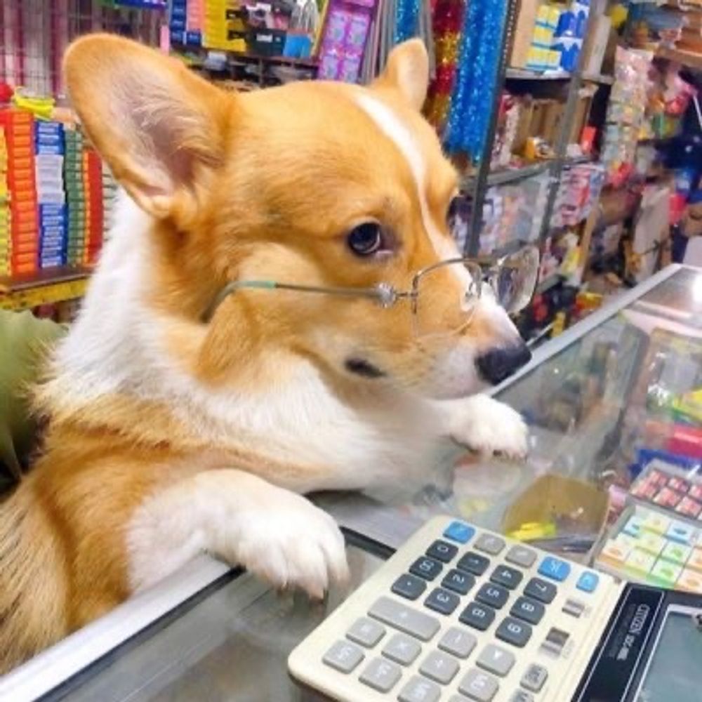 pim corgi