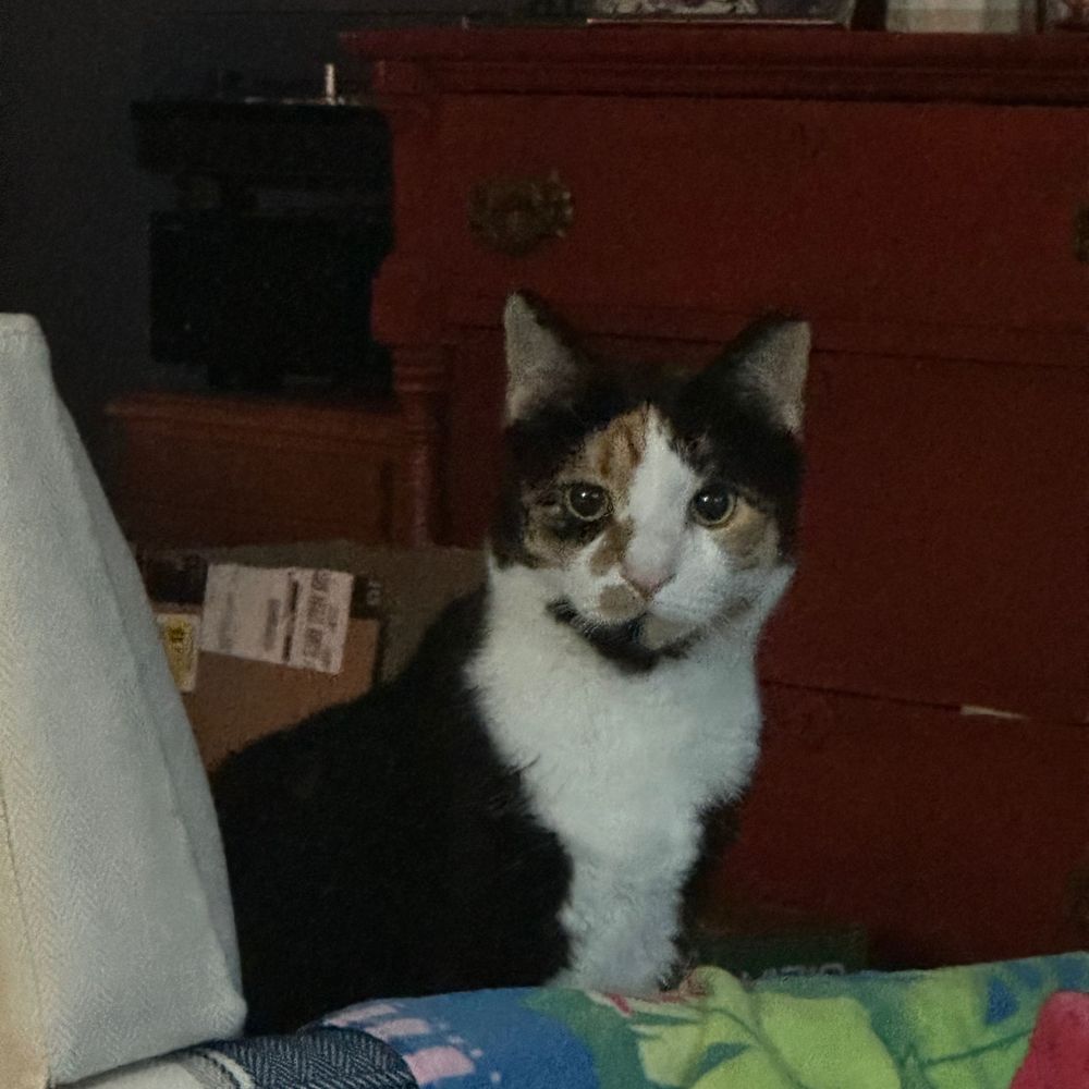 Izzy