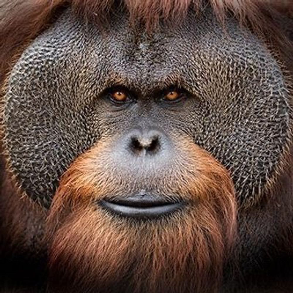 🦍Loran Outan 🦍