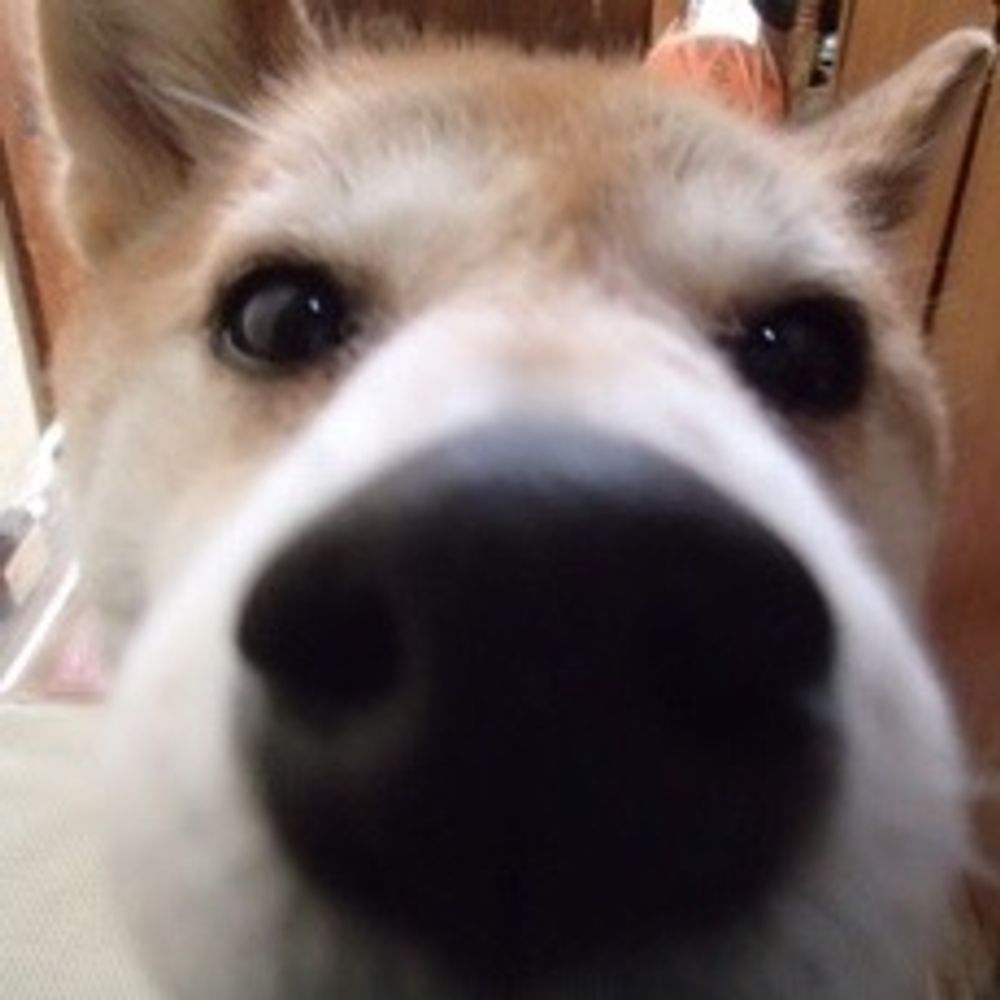 なにお犬