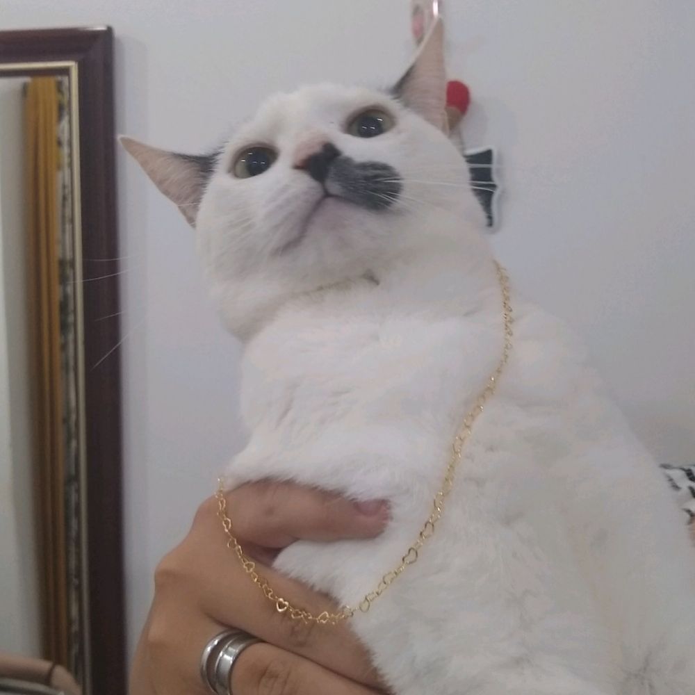 Cath