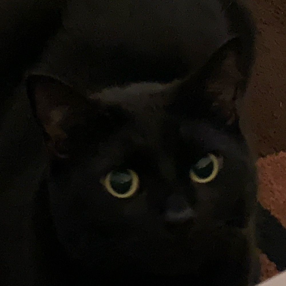 A Curious Black Cat