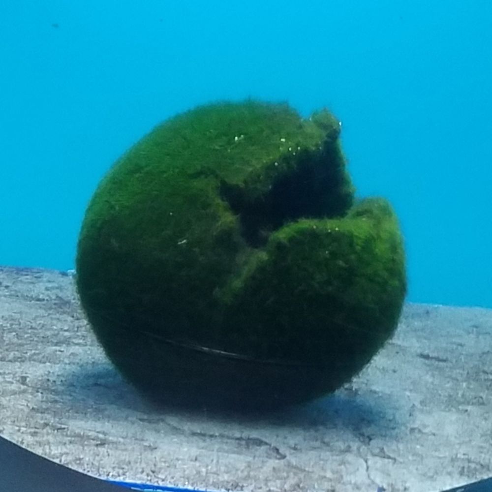 葉ぼたん