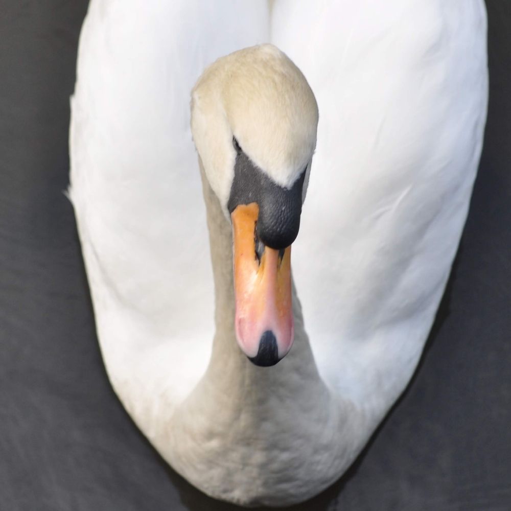 cisne🏳️‍⚧️