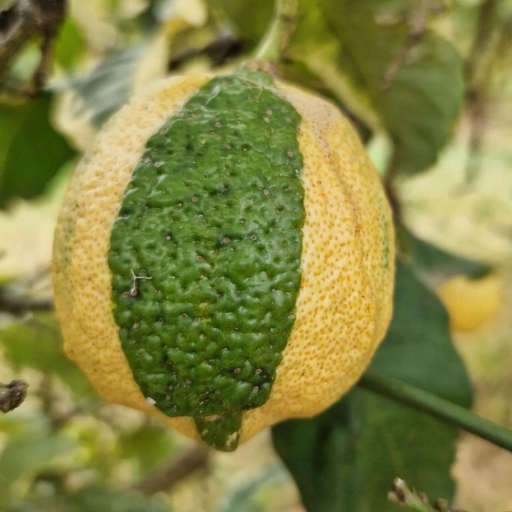 INRAE Cirad Corse