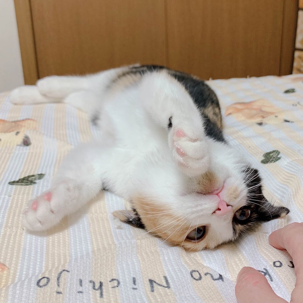 チンチラのちぃとうづき🐭ねこの茶々🐱