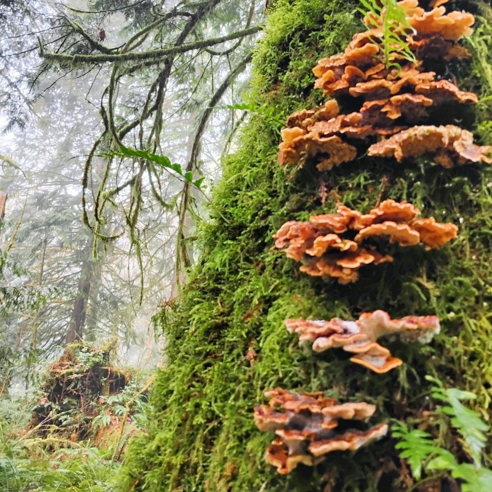 Forest Friday