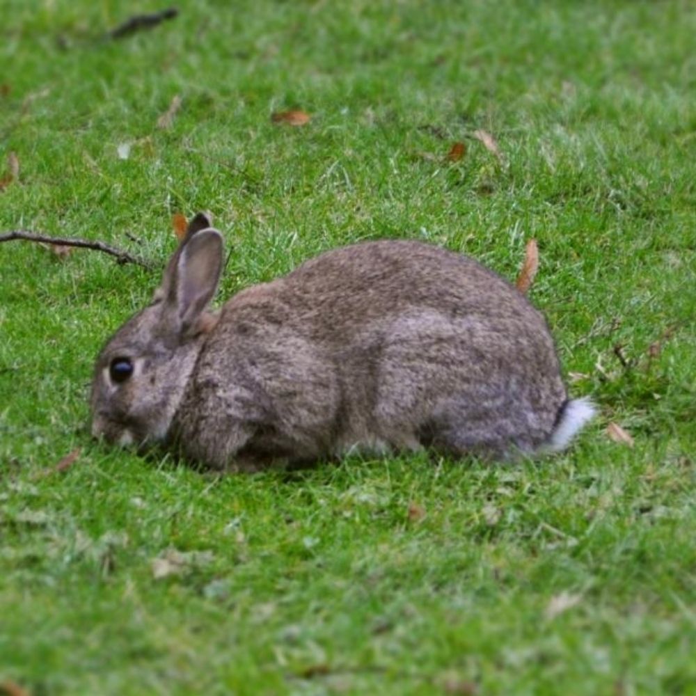 Campus Rabbits