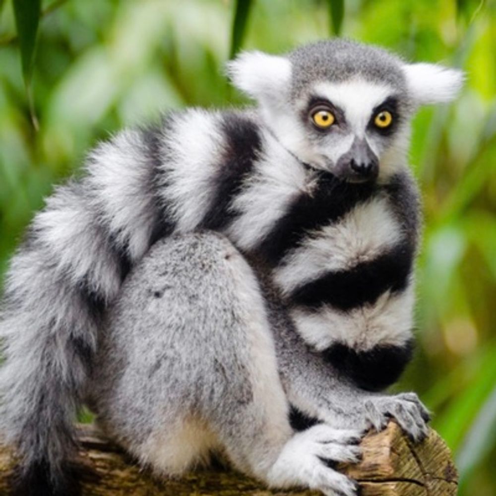Dr. Lemurpants