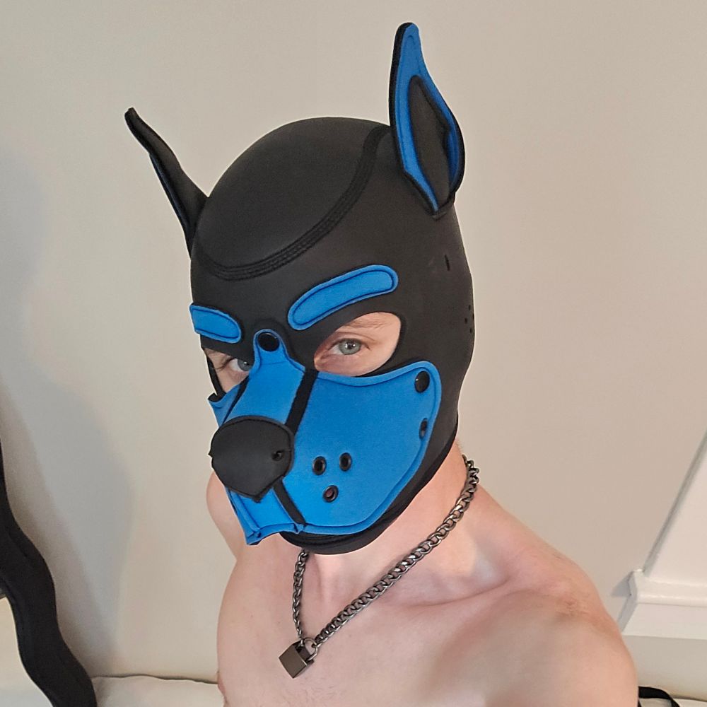 Pup Apollo