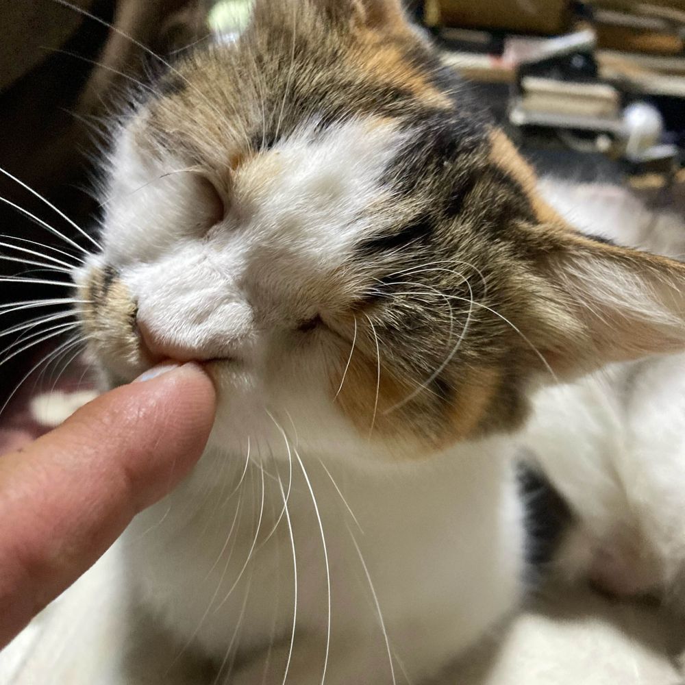 しいなとりで