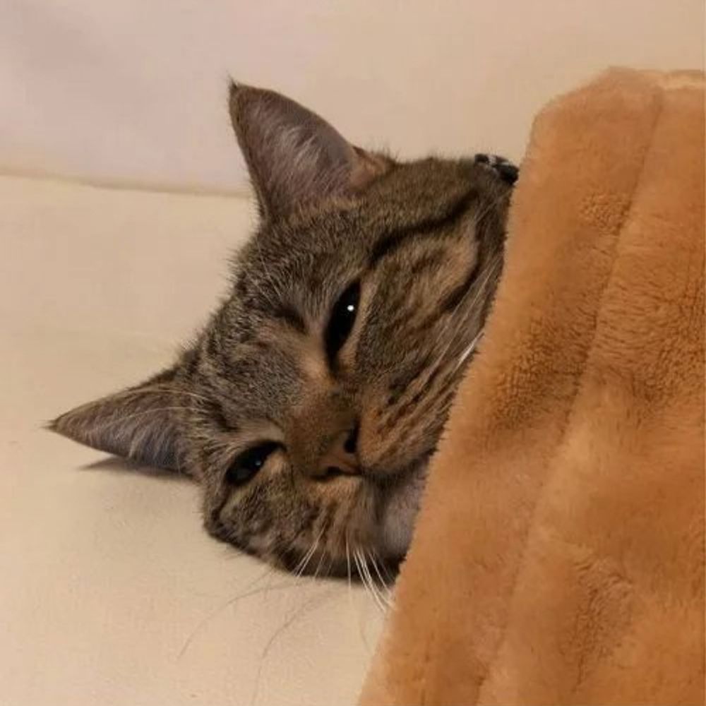 png.cat
