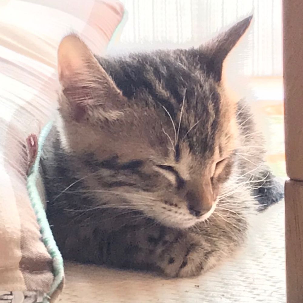 ひめゆっけ