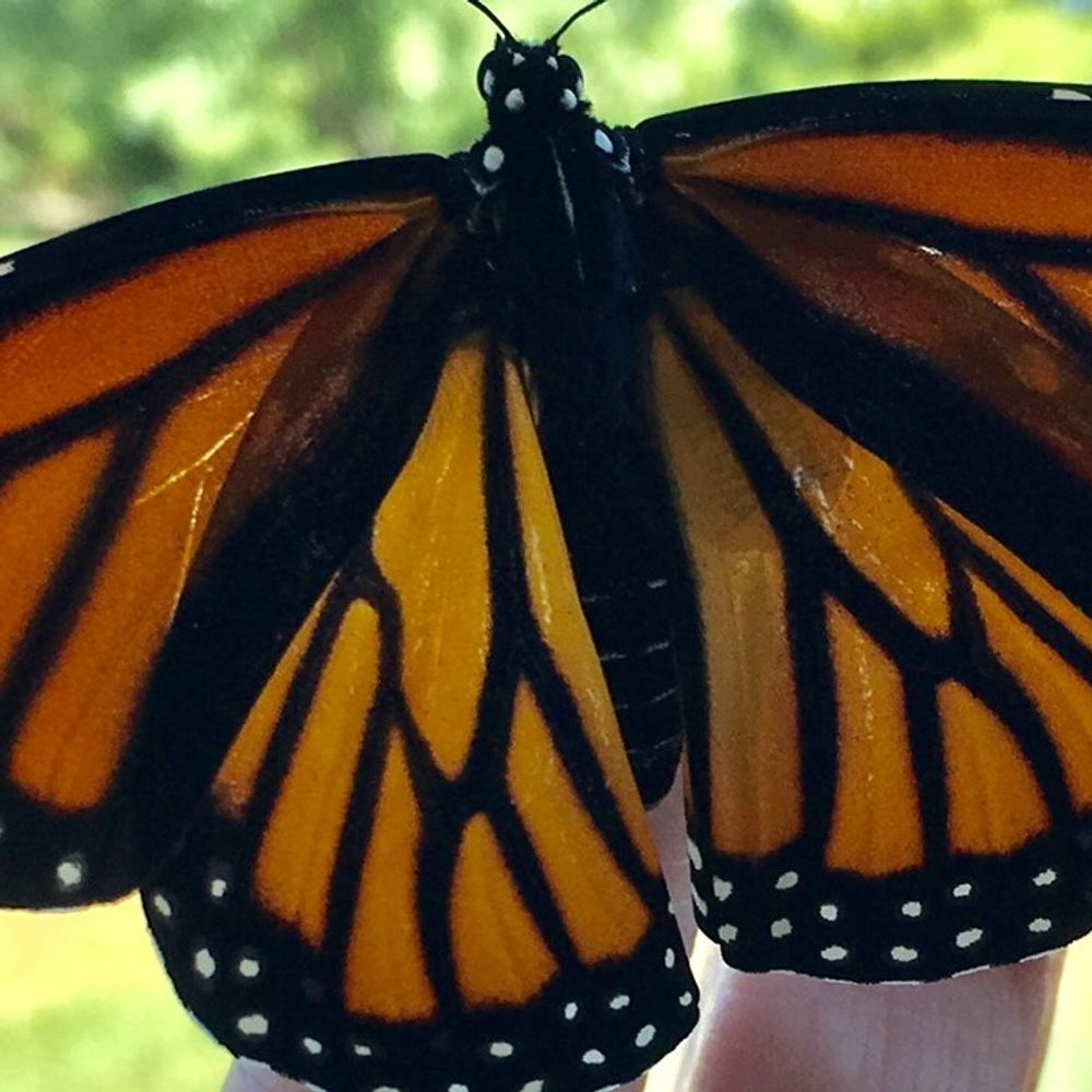 Monarch Whisperer