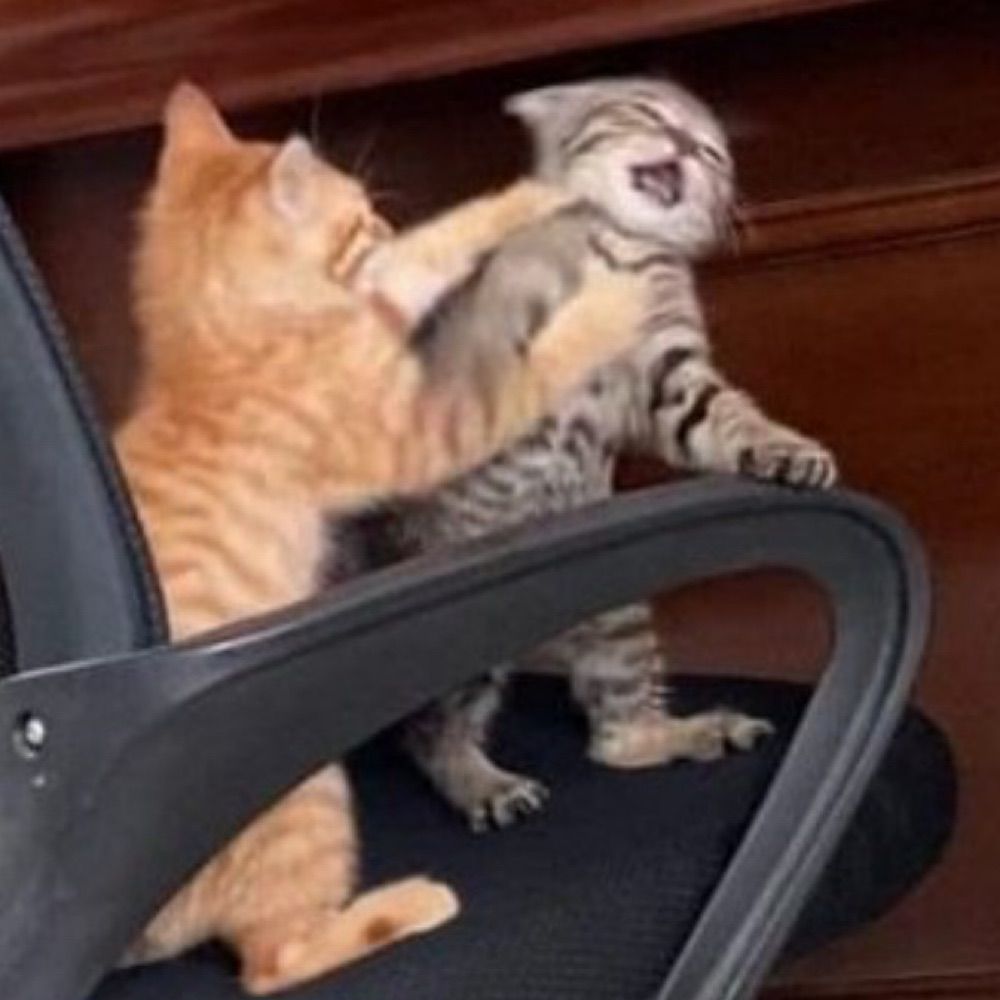 Yo