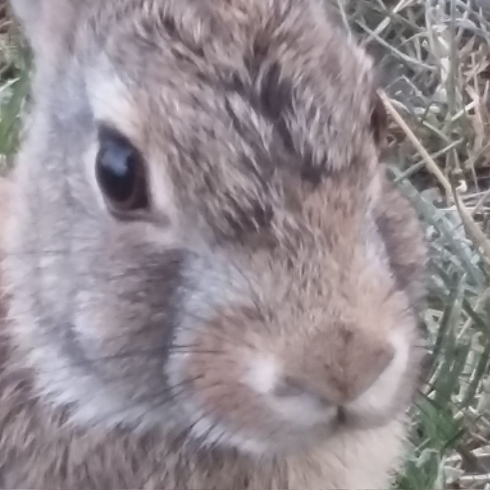 rabbit