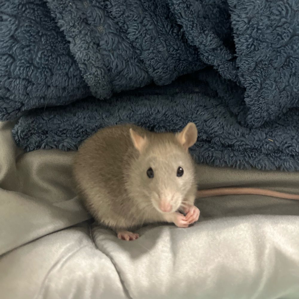 joao