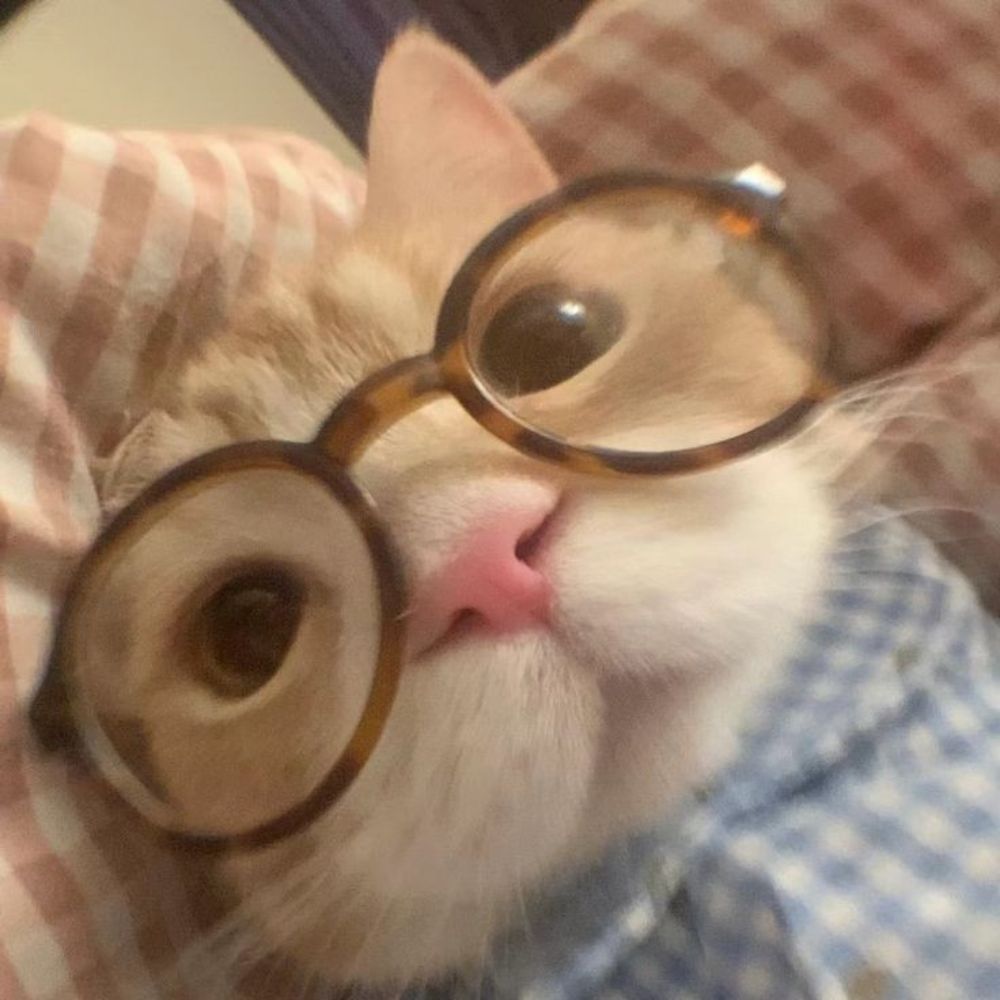 ßæ¿