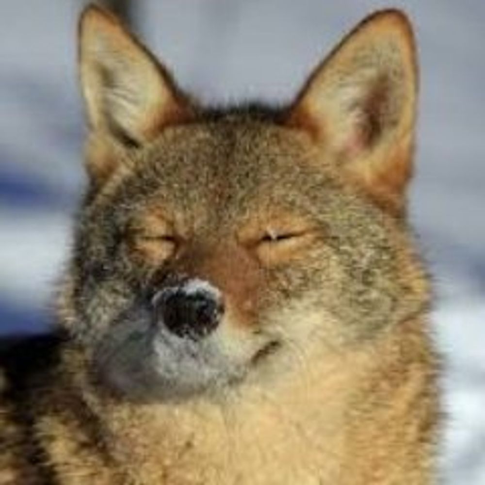 Casper_Coyote
