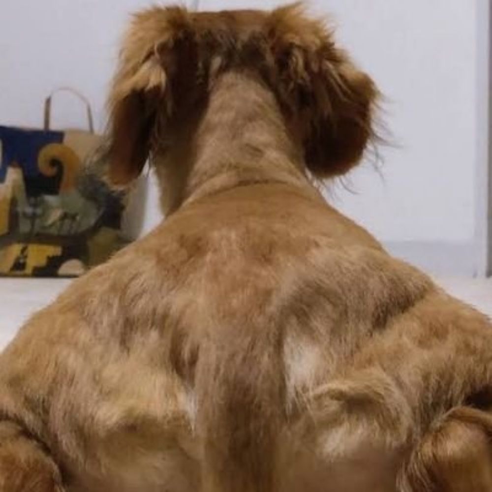pepito