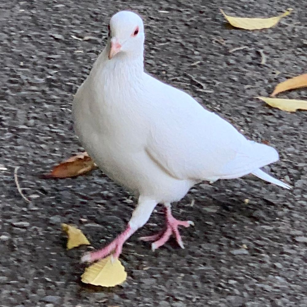 二兎追いにーとん
