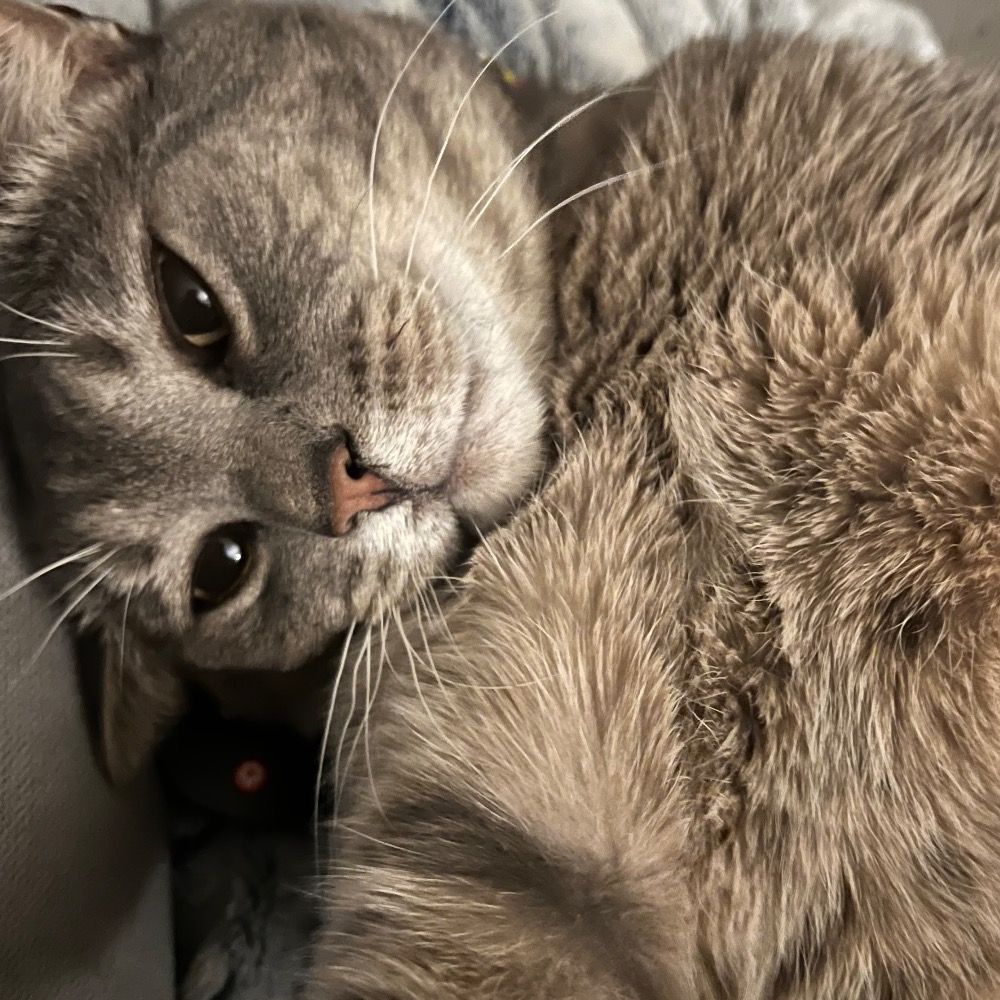 Finn