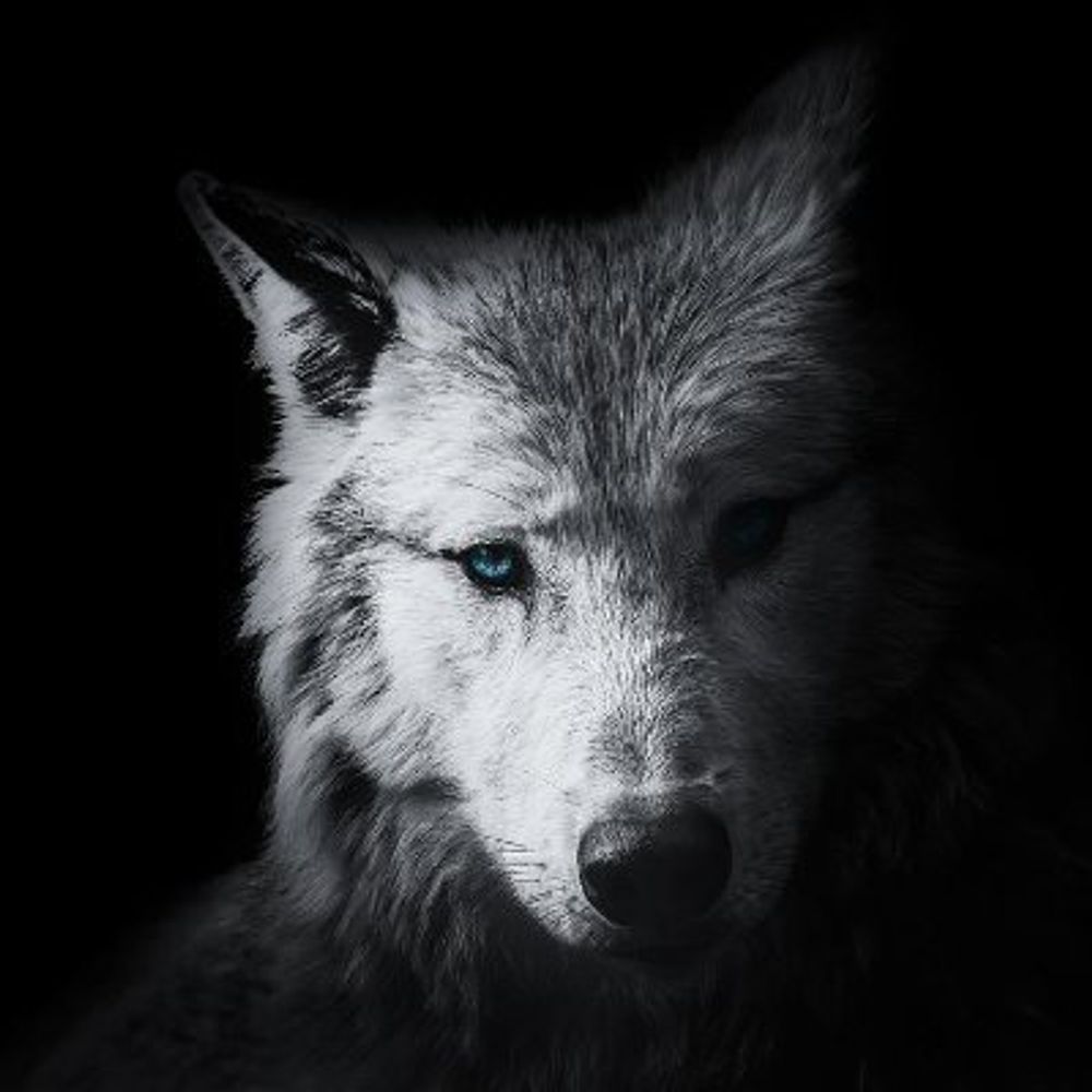 Shadow the Wolf