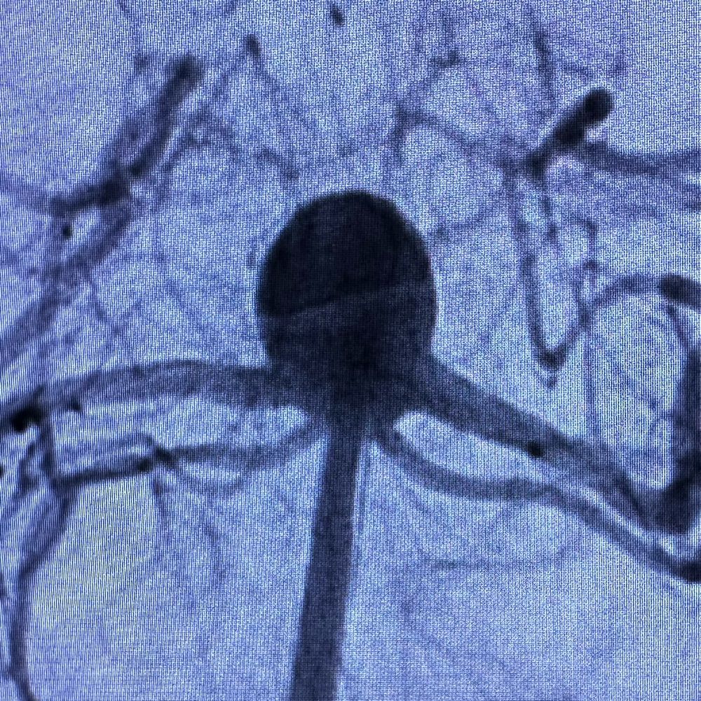 Dylan Wolman MD