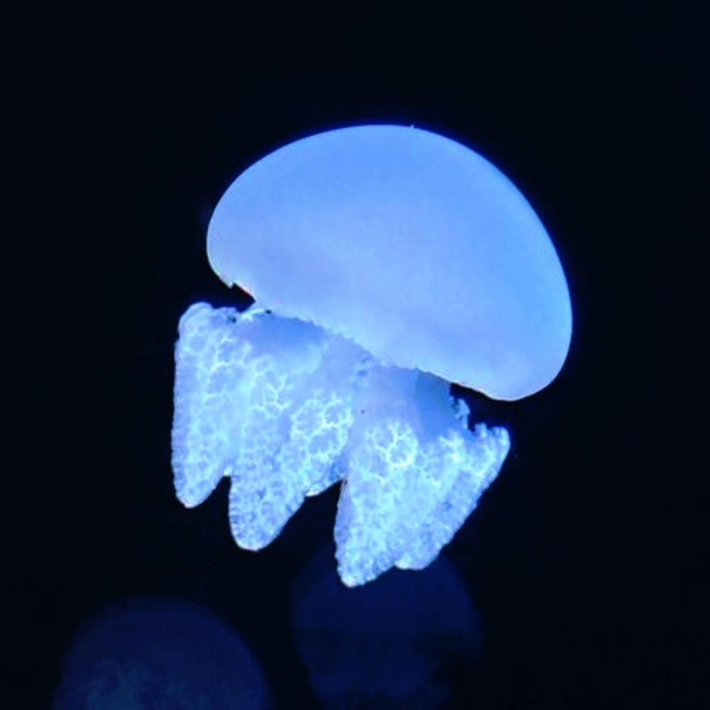 ଳ⡱