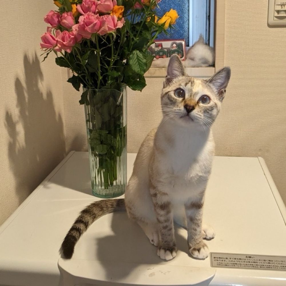 ななちゃん