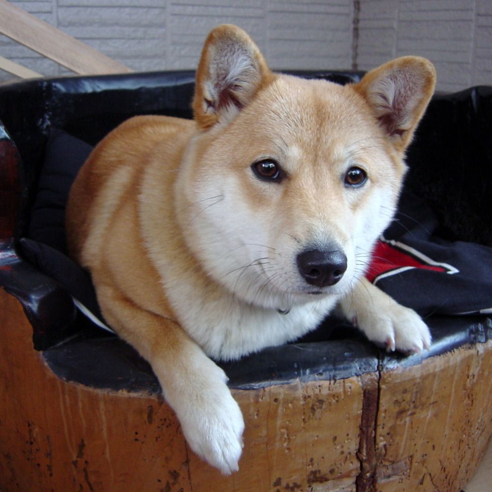 さくら_(-ω-`_)⌒)_