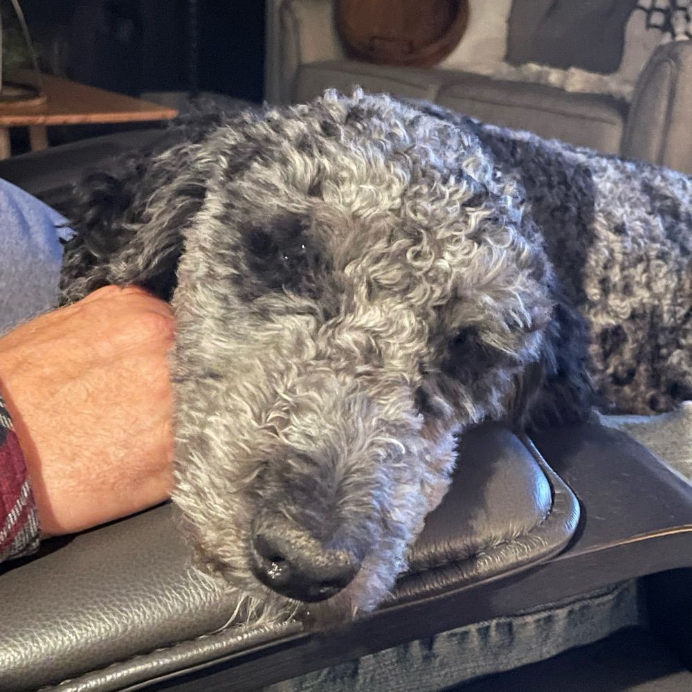 Tamara 🐕‍🦺
