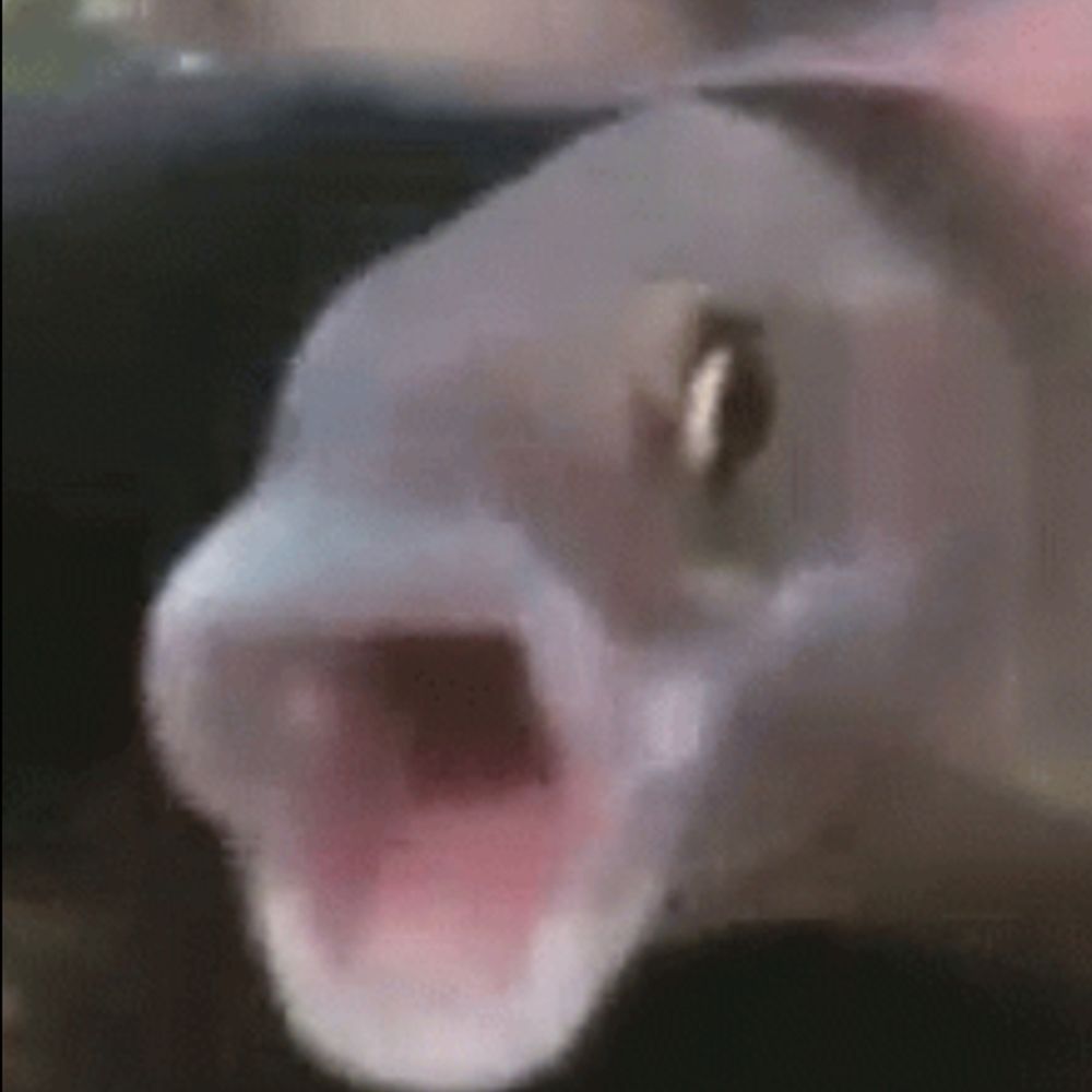 AStunnedMullet