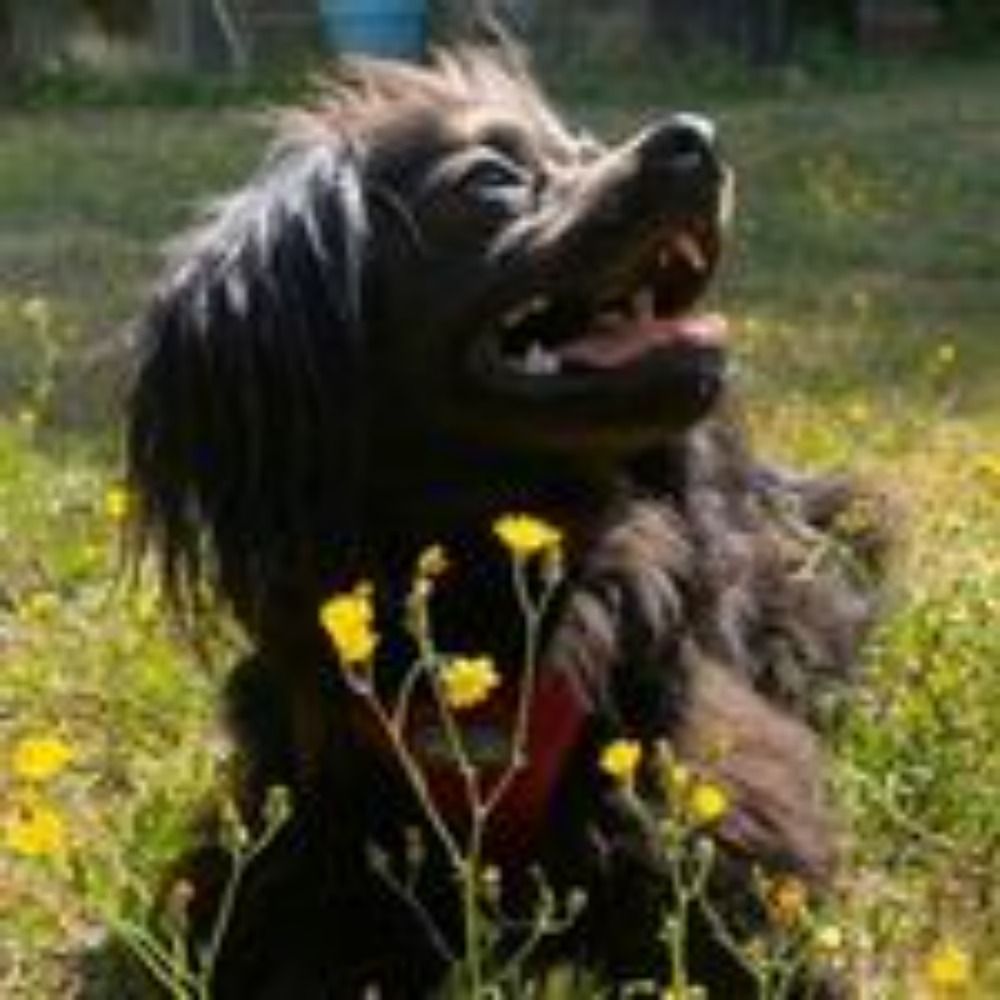 Tobi
