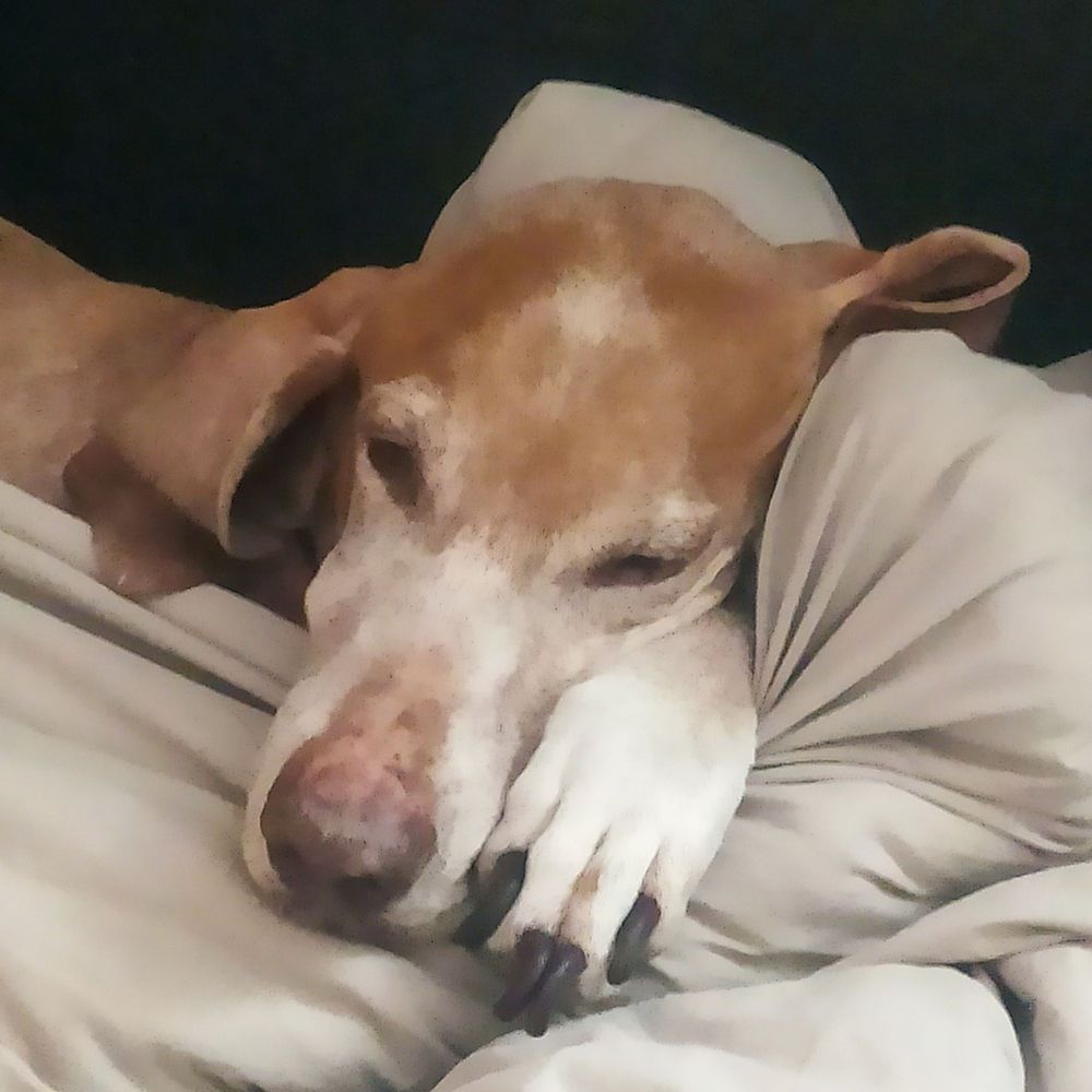 Boldo 