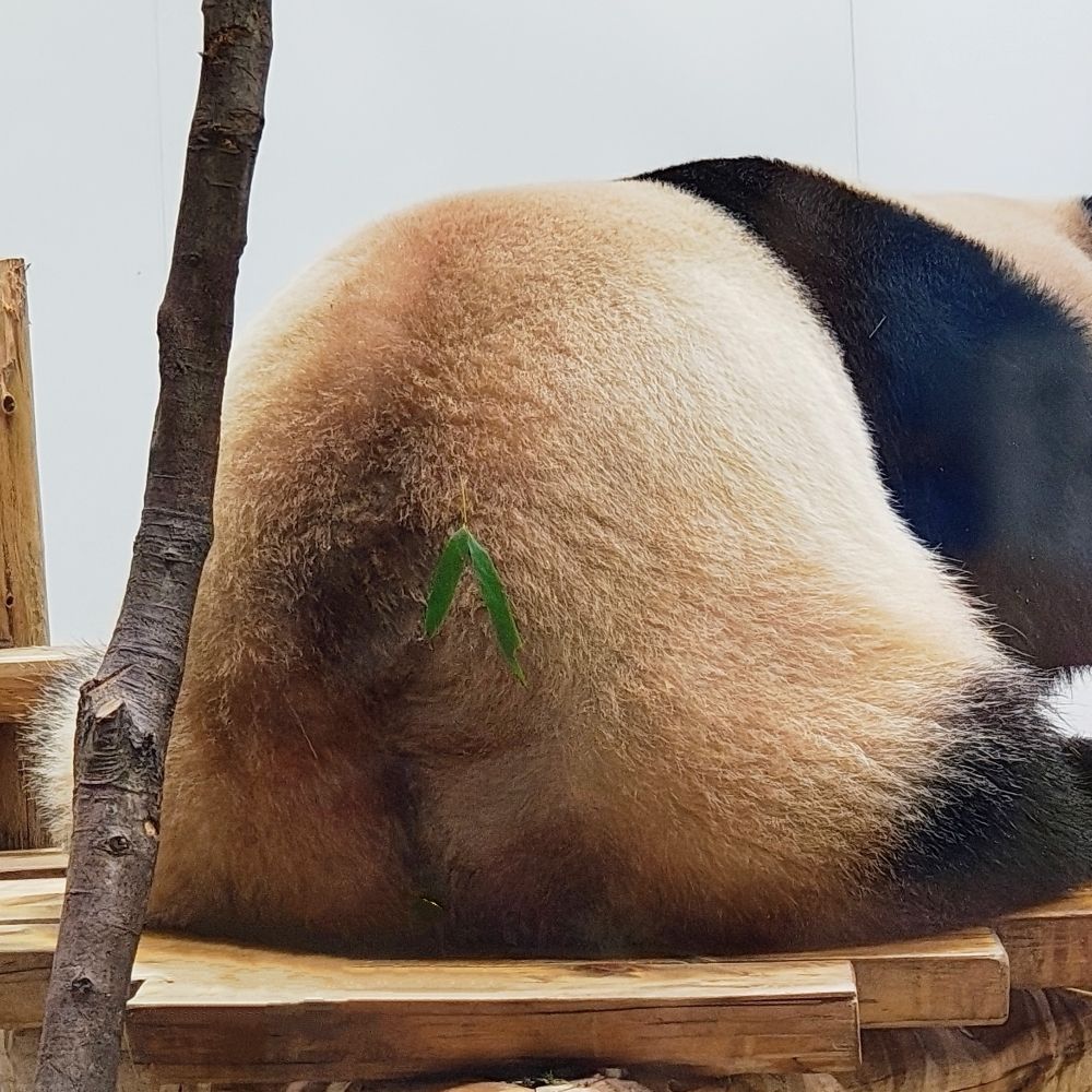 にがわ