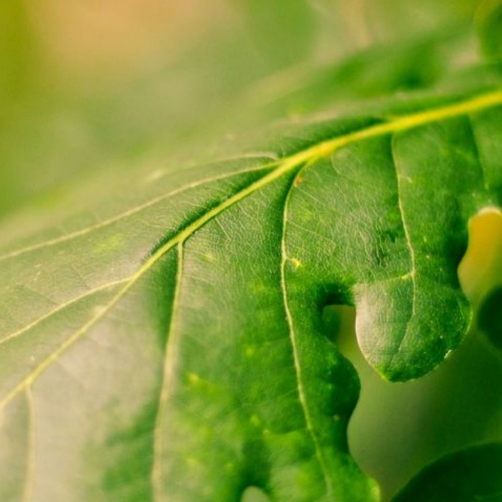 motareato.bsky.social