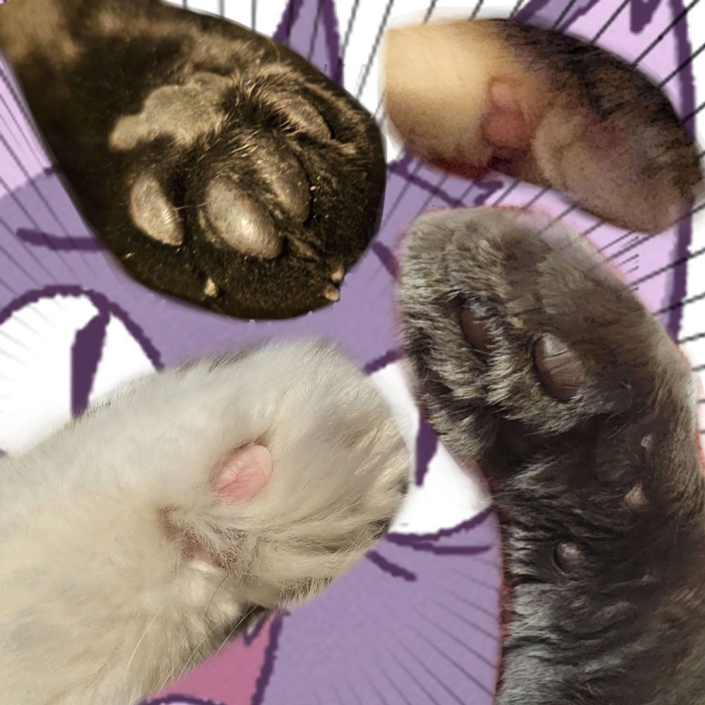Hyra 🐈‍⬛cattuber 🍮 feedthecat