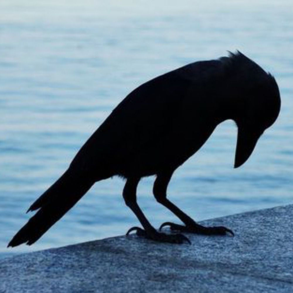 Crow