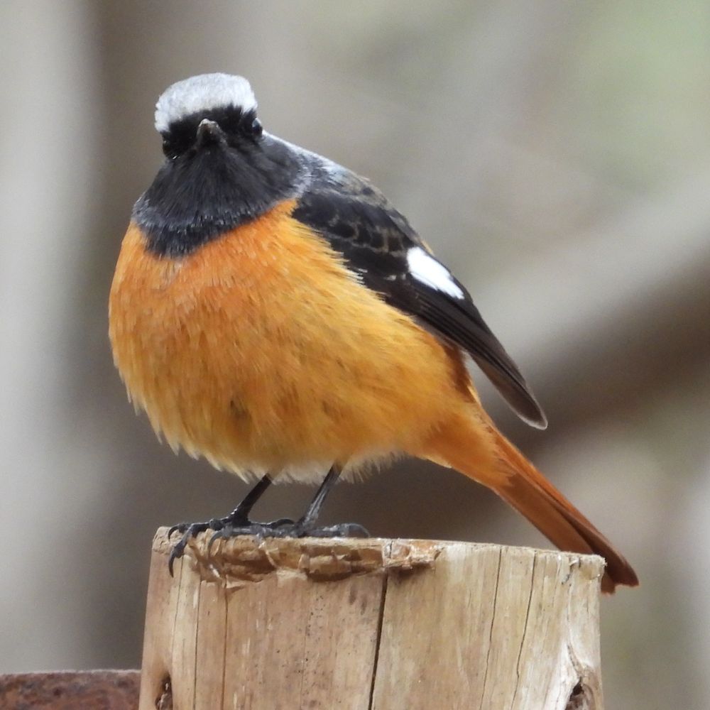 PECKERS_探鳥家