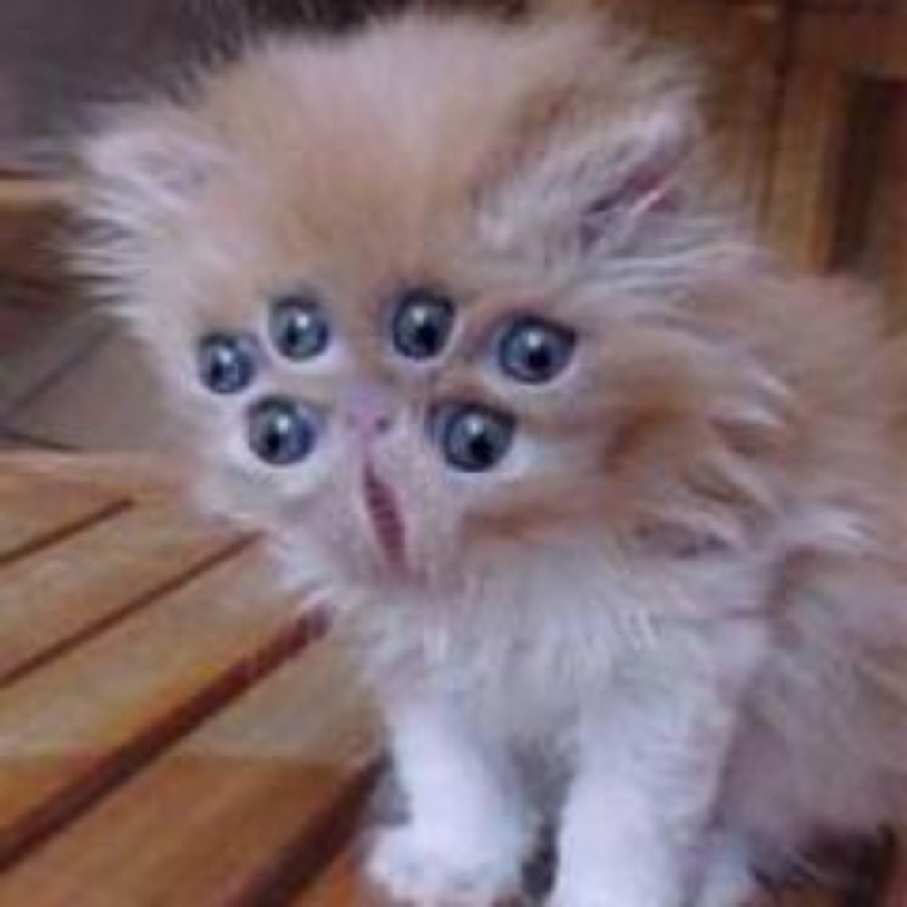 Six-Eyed Kitten's avatar