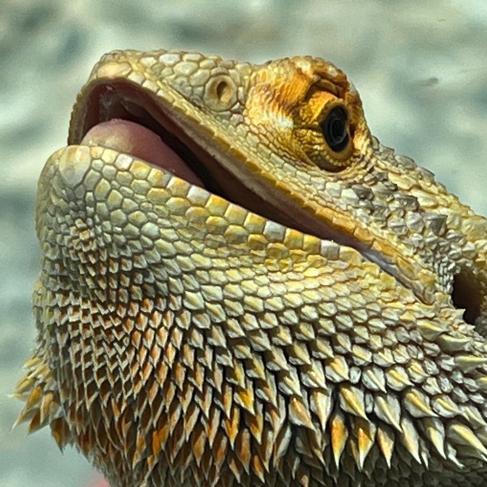 Goji the Bearded Dragon