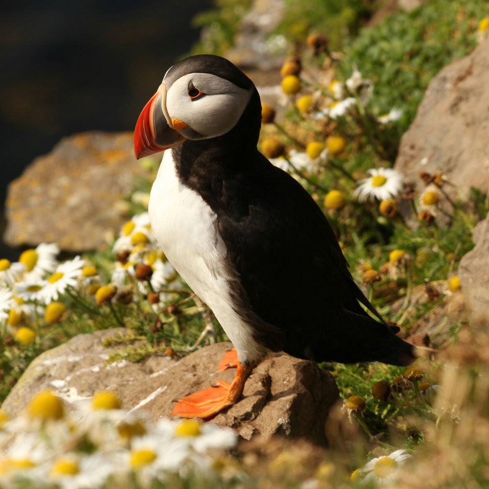 UHI Shetland