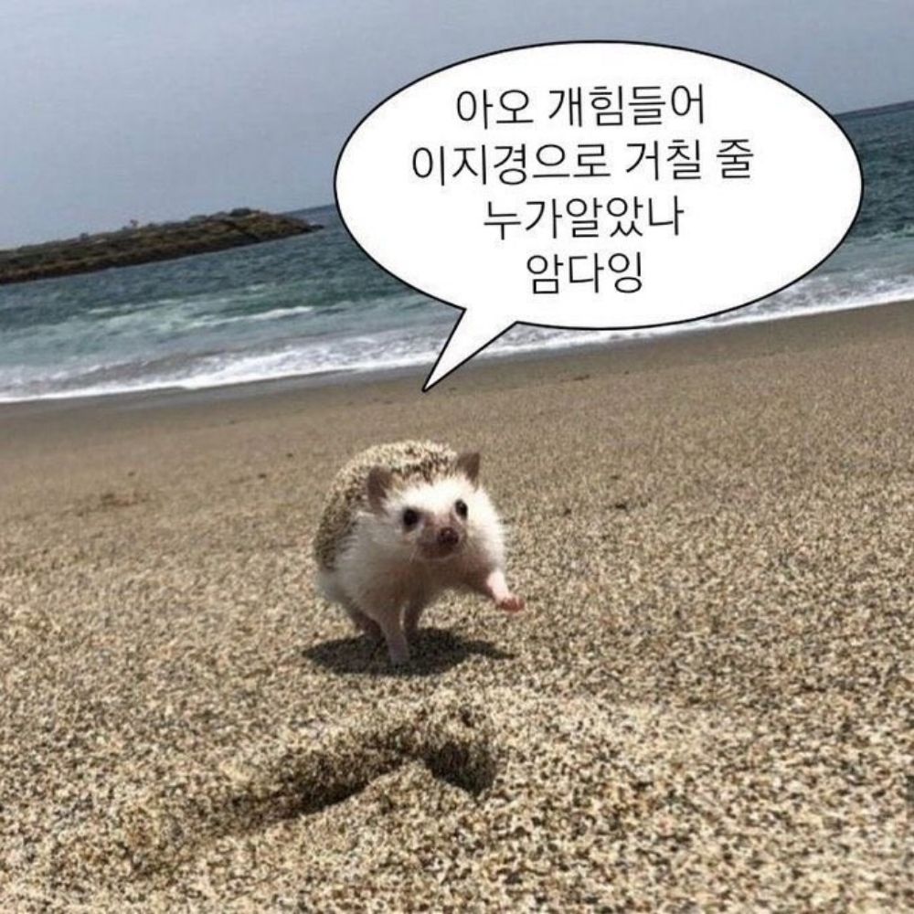 티알피져-소느고르 잠자