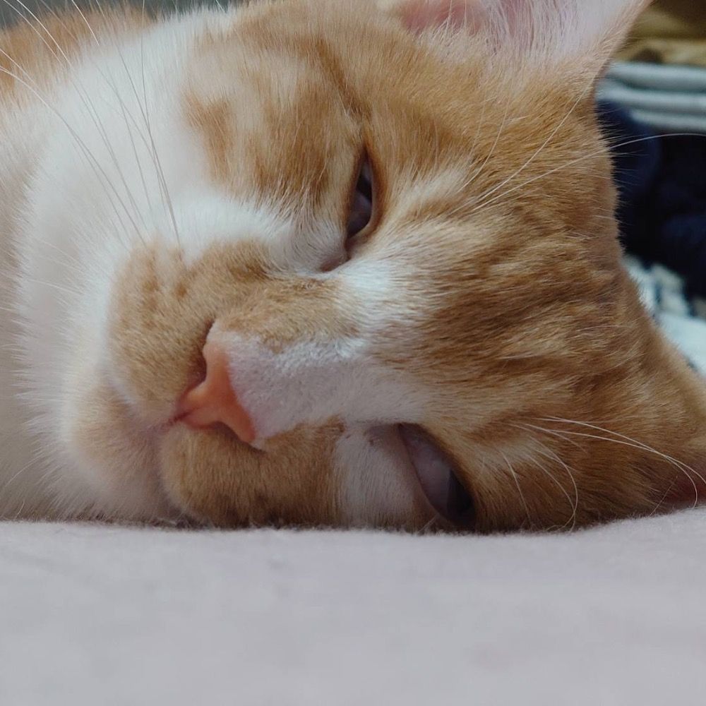 ねこのしもべ